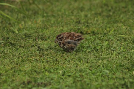 Photo for Song Sparrow sur le sol - Royalty Free Image