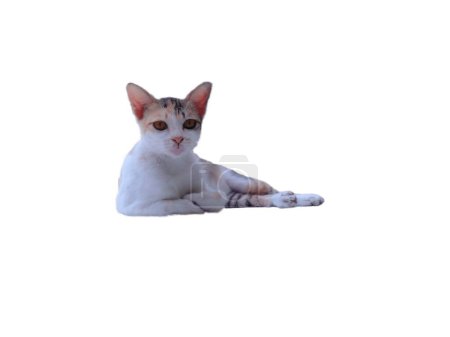 Gato de Calico sentado sobre el fondo blanco. Indonesia tres color gato mirando la cámara aislar en blanco fondo