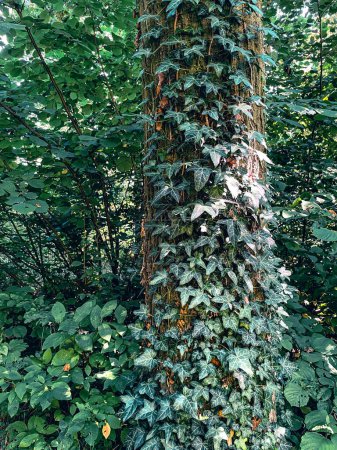 Foto de Un bosque sereno con hojas de hiedra circundantes alrededor del tronco del árbol. - Imagen libre de derechos