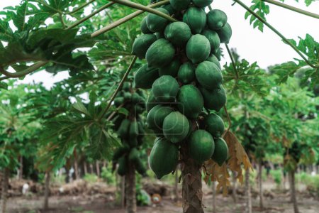Photo for Close-up wide-angle shot of a papaya tree (Carica papaya) on the plantation in tropical settings, Thoddoo Island, Maldives - Royalty Free Image
