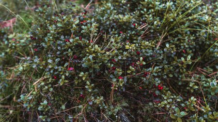 Photo for A close-up wide-angle view of a lingonberry (vaccinium vitis-idaea) bush in a taiga conifer forest with small lush leaves and vivid red berries with a northern moss underlay - Royalty Free Image