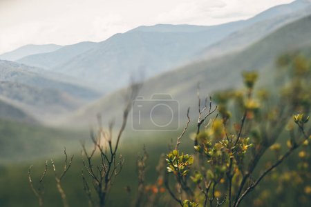 A true tilt-shift scenery with a selective focus on a dwarf birch plant bush in the foreground and a mountain ridge overgrown with forests in the background; Sayans, The Republic of Khakassia, Russia