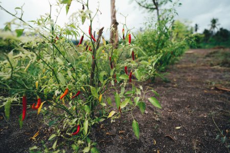 Photo for A bush with small red chili peppers growing on the soil of a farm agricultural field, with a copy space area on the right for a text message - Royalty Free Image