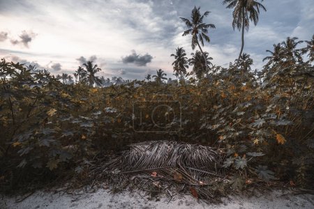 Téléchargez les photos : Une vue grand angle d'un champ tropical envahi par les plantes et les mauvaises herbes, avec des palmiers en arrière-plan, et un tas de feuilles de palmier sèches au premier plan ; île de jungle de Thoddoo, Maldives - en image libre de droit