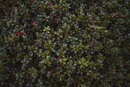 Photo for A close-up dark wide-angle view of a lingonberry (vaccinium vitis-idaea) bush in a taiga conifer woods with small lush leaves and vivid red berries with a northern moss and fir needles underlay - Royalty Free Image