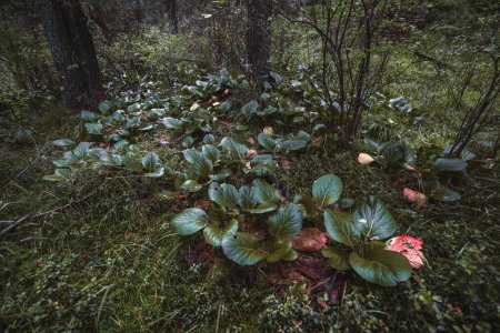 Photo for A wide-angle view of thickets of a leather bergenia (Bergenia Crassifolia or Megasea), green leaves and dry ones on the ground of a deep taiga conifer forest surrounded by trees and other foliage - Royalty Free Image