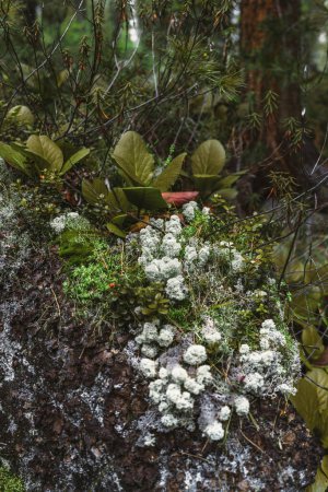 Téléchargez les photos : Plan vertical d'un fourré de mousse de taïga blanche sur le tronc d'un arbre tombé entouré de plantes Bergenia et Ledum et de petits buissons de myrtille dans les profondeurs d'une forêt de conifères - en image libre de droit