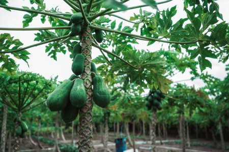 Foto de Un plano de gran angular de un árbol de papaya (Carica papaya) rodeado de otros arbustos de papaya en la granja con su plantación en un entorno tropical, Isla Thoddoo, Maldivas - Imagen libre de derechos