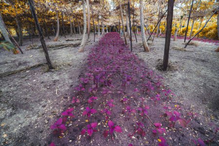 Téléchargez les photos : Une surface au sol avec un long lit planté de semis de lilas Amaranth entourés de grandes cultures de légumes et de plantes dans le cadre tropical de l'île de Thoddoo aux Maldives ; un plan grand angle - en image libre de droit