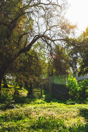 Téléchargez les photos : Une capture d'un paysage verdoyant qui représente l'arrière d'une propriété pleine d'arbres et de sous-bois au milieu de la prairie, une porte arrière en bois dans un arrière-plan déconcentré - en image libre de droit