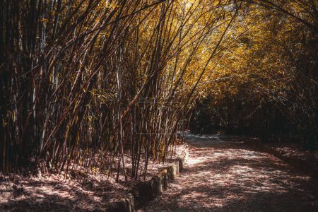 Foto de Vista de un sendero en un bosque de bambú. Las hojas con un color que va desde el amarillo al marrón, decoran el suelo y señalan la llegada del otoño. La vegetación se dobla formando un arco de paso - Imagen libre de derechos