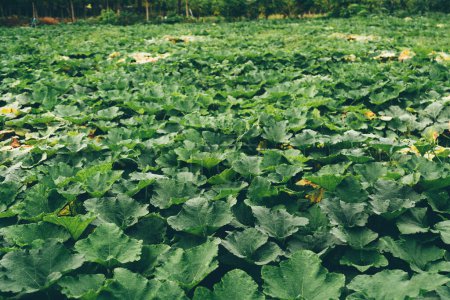 Foto de Un campo agrícola plantado con calabazas: calabacines, calabazas, calabazas en una granja en una isla tropical en las Maldivas; un campo verde completamente cubierto de hojas de melón - Imagen libre de derechos