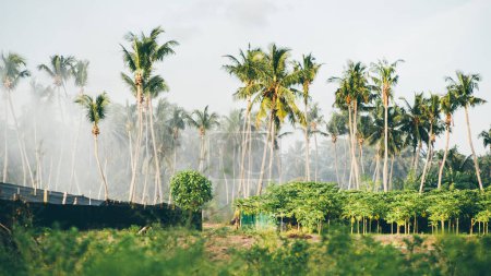 Téléchargez les photos : Capture sélective et à faible profondeur de champ d'une plantation de palmiers, avec de petits arbres adultes, sur une île des Maldives - en image libre de droit