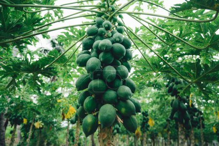 Foto de Closeup view of several green papaya fruits growing on a tree on the plantation in tropical harvesting, in Thoddoo Island, in the Maldives - Imagen libre de derechos