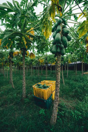 Téléchargez les photos : A vertical shot of the 'Carica papaya' harvesting; several trees in line loaded with a lot of unripe papayas to be collected in colorful boxes like the ones in the image packed with fruit - en image libre de droit