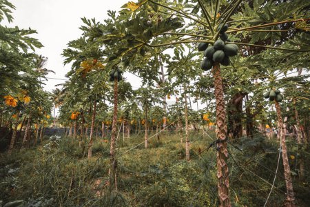 Foto de A wide view of the 'Carica papaya' harvesting; Several trees loaded with a lot of unripe papayas distributed on a field connected to each other by several threads of fabric forming webs - Imagen libre de derechos