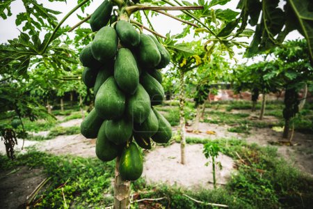 Téléchargez les photos : Close-up wide-angle shot with selective focus on a cluster of papayas on a tree of the Carica papaya species, on the plantation in a tropical environment on Thoddoo Island, Maldives - en image libre de droit