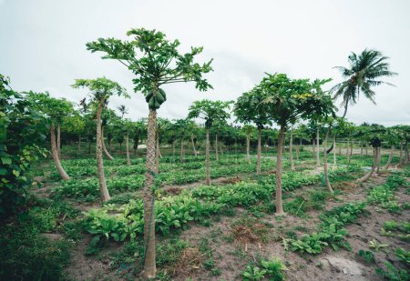 Téléchargez les photos : A wide-angle view of a papaya harvesting field composed of fruit trees all lined up horizontally in a sequence alternating with ground vegetation on Thoddoo island, in the Maldives - en image libre de droit