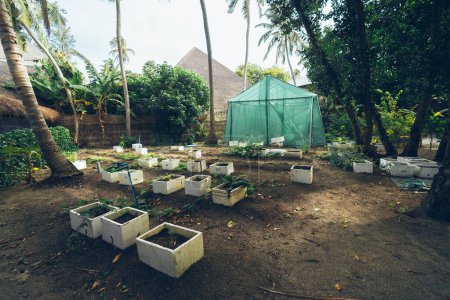 Téléchargez les photos : A cultivation field in a tropical environment, growing plants in individual square white pots on the direct ground, and the background, a handmaid shelter made of breathable green material - en image libre de droit
