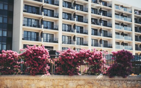 Téléchargez les photos : Selective focus on the foreground composed of abundant creepers blooming pink flowers on a hotel fencing, and in the background the facade of the building complex in Cascais - en image libre de droit
