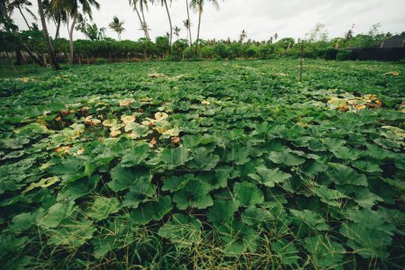 Photo for An agricultural field planted with gourds: zucchini, pumpkins, squashes on a farm in a tropical environment in the Maldives island; a green field completely overgrown with ground vegetation plants - Royalty Free Image