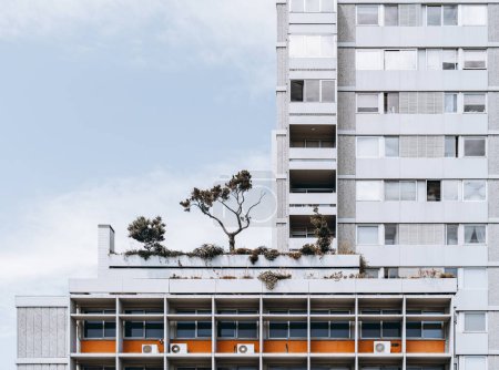 Téléchargez les photos : Two white apartment facades in the uptown district of Porto, the smaller one in the foreground, has a wild garden growing on the terrace, and the taller one has these plants and trees as a view - en image libre de droit