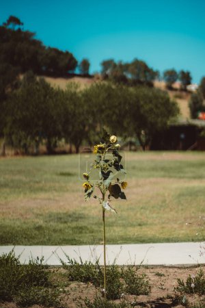 Téléchargez les photos : A vertical shot with a selective focus on a wilting sunflower, with the seed, heads drooping, standing tall amidst a lush green area with trees against the cream-colored wall in the background. - en image libre de droit