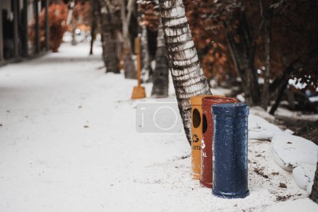 Foto de Vista lateral de tres eco puntos de reciclaje cilíndricos, plástico en amarillo, metal en rojo, y papel en azul, adyacente a un árbol con varias bandas de pintura blanca a través de la corteza en una arena blanca clara - Imagen libre de derechos