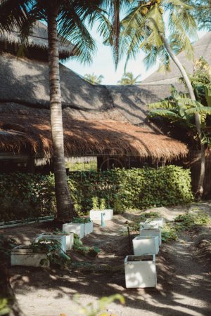 Foto de A vertical capture of several white porcelain cubic-shaped garden beds surrounded by palm trees and behind a straw bungalow that is itself part of luxury accommodation on a beautiful clear day - Imagen libre de derechos