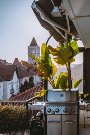 Photo for A vertical shot from a building balcony on a sunny day with a cloudless blue sky, where the focal point is on a stainless steel grill and a large leafy plant that reaches up to the closed awning wall - Royalty Free Image