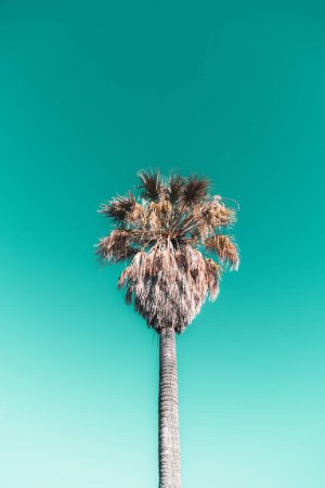 Téléchargez les photos : A lower-angle shot of a majestic palm tree set against a mesmerizing turquoise sky captures the essence of tropical tranquility, captures the tree's grandeur; a vertical shot of a coconut tree - en image libre de droit