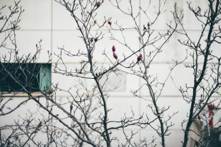 Téléchargez les photos : Lisbonne ; accent sélectif sur l'un des bourgeons ; arbre avec des bourgeons roses, de différentes tailles, les plus grands sont prêts à fleurir et éventuellement fruits, mais n'a pas de feuilles que ces bourgeons à la fin de l'hiver - en image libre de droit