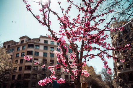 Foto de Barcelona; Un árbol cargado de delicadas flores rosadas ocupa el centro del escenario, abrazado por el esplendor de un antiguo edificio. Bañado por la cálida luz del sol y enmarcado por un cielo azul impecable - Imagen libre de derechos