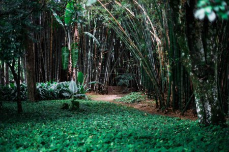 Foto de Vista de un sendero de parque oscuro en un bosque lluvioso cubierto de árboles de bambú doblados y vegetación con un claro en un primer plano desenfocado; un pasadizo y un camino de la sombra de un jardín botánico - Imagen libre de derechos