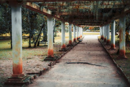 Photo for Pergola in a park - a row of columns supporting a roof of beams overgrown with vegetationand moss; selective focus on a bench in the middle in the shadow of the construction; tree roots on the ground - Royalty Free Image