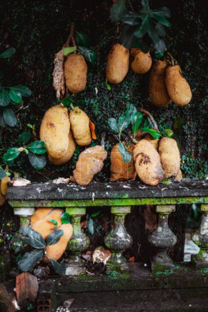 Clusters of jackfruits entwined with a mossy, aged concrete fence in a tropical setting, showcasing the fusion of nature and man-made structures. The lush backdrop accentuates the damp atmosphere