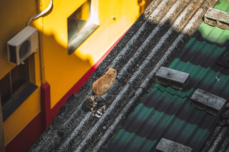 An urban oasis: two cats bask in the shade atop a gritty rooftop, their coats a sharp contrast to the bold yellow and red walls beneath. A serene moment captured in the bustling cityscape
