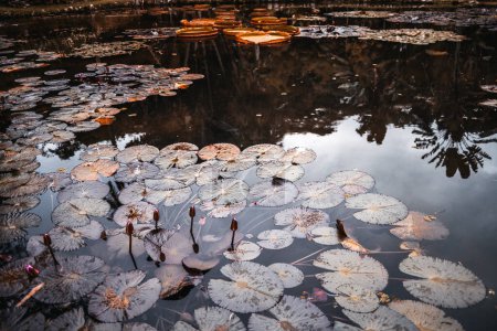 A wide-angle shot of a beautiful pond in a tropical forest overgrown with unblown rose flowers of water lilies; the calm water reflecting the sky, bluish tint; Jardim Botanico, Rio de Janeiro