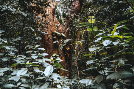Vista de cerca de la densa vegetación del bosque tropical con grandes hojas y un enorme tronco de árbol cubierto de vides sobre su corteza. La exuberante vegetación crea una sensación de selva profunda
