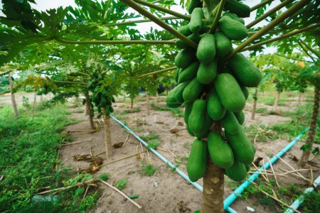 Close-up of green papayas growing on trees in a tropical plantation. The photo shows rows of papaya trees with lush green leaves and irrigation pipes on the ground. Good for themes of agriculture