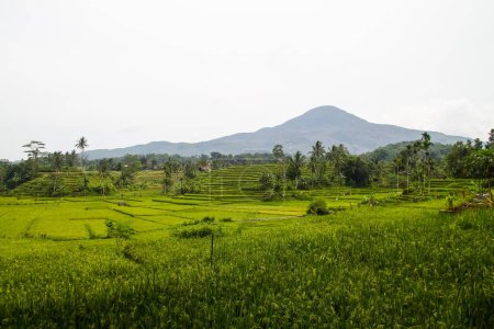 Photo for Terraced Green Rice Field in Sumedang, West Java, Indonesia. Wonderful Indonesia - Royalty Free Image