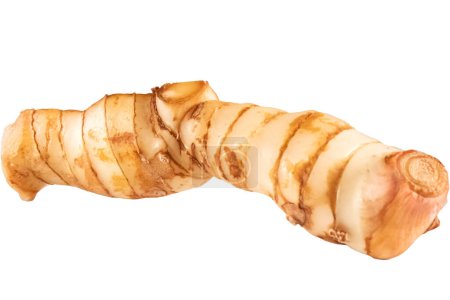 Galangal is thai medicinal plant used as a spice in cooking for health. Photo of close-up objects isolated on white or transparent background.
