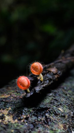 Téléchargez les photos : Cookeina tricholoma, également connu sous le nom commun coupe tropicale hérissée, est une espèce de champignon du genre Cookeina. - en image libre de droit