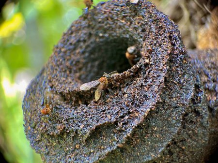 Foto de Las abejas están caminando de un lado a otro en sus colmenas - Imagen libre de derechos