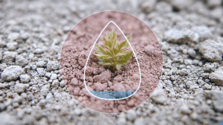 Photo for Drought tolerant plant on arid land due to global warming with graphic of water scarcity - Royalty Free Image