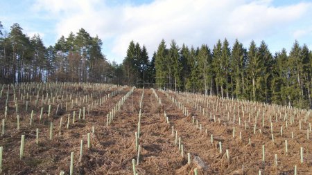 Woodland prepared for forestation process of restoring damaged forest, pine tree support for reafforestation