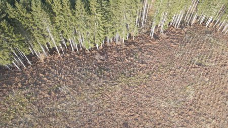 Reforestation in rural area with new trees planting. Aerial top-down