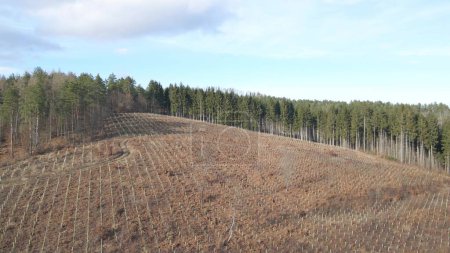 Aerial natural landscape woodland marked with pits dug for tree plantation for restoring damaged forests. Compensatory deforestation