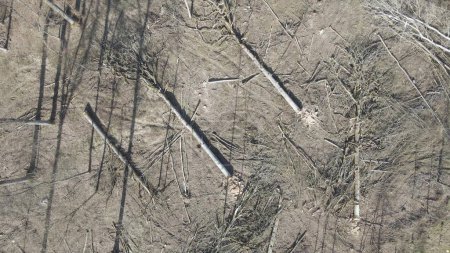 Abgerissene und abgeholzte Waldbäume liegen während der Abholzung auf dem Boden. Luftfahrt