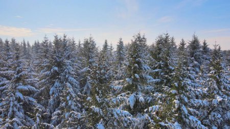  Aerial over dense snowy pine tree forest during cold sunny winter day